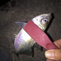 アジングは難しい・・・